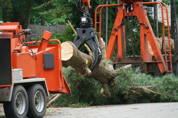Best Tree Trimming Near Me  in Venus, TX